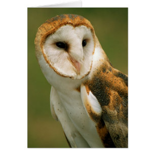Verenigde Staten, Colorado, Broomfield. Barn owl