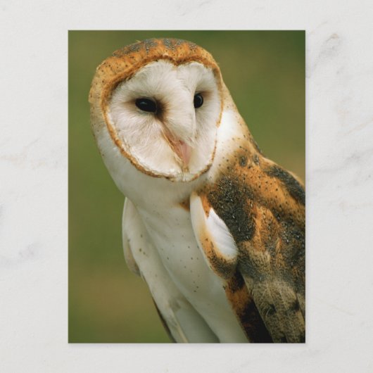 Verenigde Staten, Colorado, Broomfield. Barn owl Briefkaart (Voorkant)