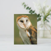 Verenigde Staten, Colorado, Broomfield. Barn owl Briefkaart (Staand voorkant)