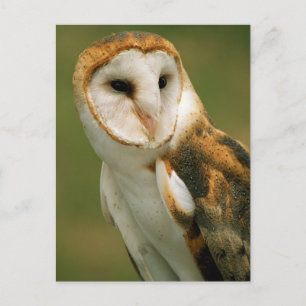 Verenigde Staten, Colorado, Broomfield. Barn owl Briefkaart