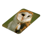 Verenigde Staten, Colorado, Broomfield. Barn owl Magneet (Linkerzijde)