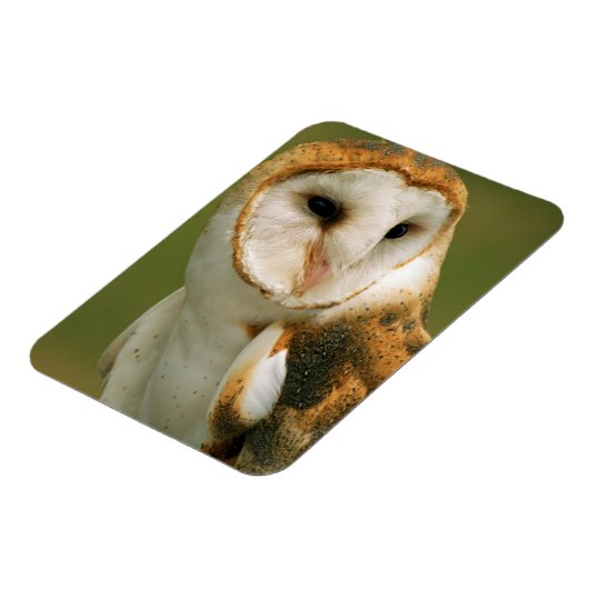 Verenigde Staten, Colorado, Broomfield. Barn owl Magneet (Linkerzijde)