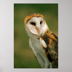 Verenigde Staten, Colorado, Broomfield. Barn owl Poster