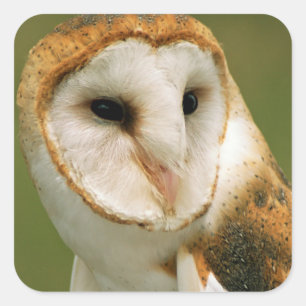 Verenigde Staten, Colorado, Broomfield. Barn owl Vierkante Sticker