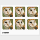 Verenigde Staten, Colorado, Broomfield. Barn owl Vierkante Sticker (Vel)