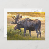 Verenigde Staten, Colorado, Cameron Pass. Bulleuze Briefkaart (Voorkant / Achterkant)