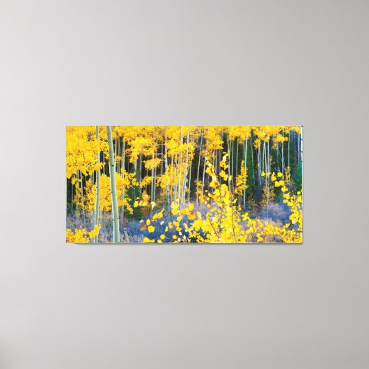 Verenigde Staten, Colorado. Heldergele spens in Ro Canvas Afdruk (Voorkant)