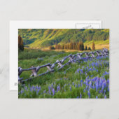 Verenigde Staten, Colorado. Lupines en gesplitste  Briefkaart (Voorkant / Achterkant)