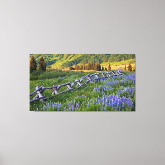 Verenigde Staten, Colorado. Lupines en gesplitste  Canvas Afdruk (Voorkant)
