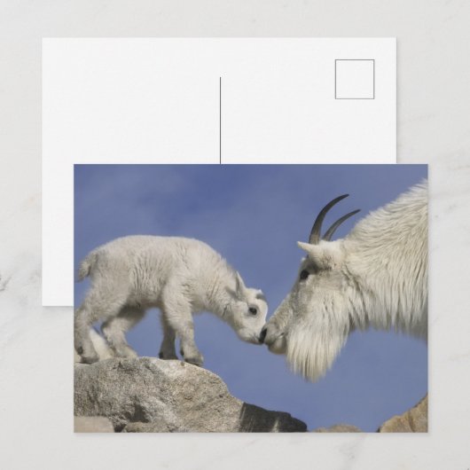 Verenigde Staten, Colorado, Mount Evans. Berggeite Briefkaart (Voorkant / Achterkant)