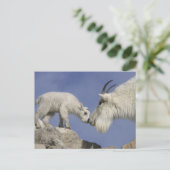 Verenigde Staten, Colorado, Mount Evans. Berggeite Briefkaart (Staand voorkant)