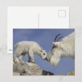 Verenigde Staten, Colorado, Mount Evans. Berggeite Briefkaart (Voorkant / Achterkant)