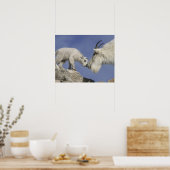 Verenigde Staten, Colorado, Mount Evans. Berggeite Poster (Keuken)