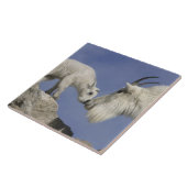 Verenigde Staten, Colorado, Mount Evans. Berggeite Tegeltje (Zijkant)