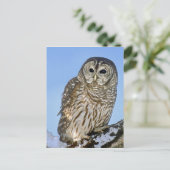 Verenigde Staten, Colorado. Portret van een gestre Briefkaart (Staand voorkant)