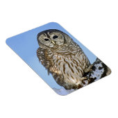 Verenigde Staten, Colorado. Portret van een gestre Magneet (Rechterzijde)