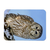 Verenigde Staten, Colorado. Portret van een gestre Magneet (Horizontaal)