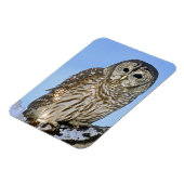 Verenigde Staten, Colorado. Portret van een gestre Magneet (Linkerzijde)