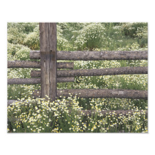 Verenigde Staten, Colorado, Wild Chamomile rond de Foto Afdruk