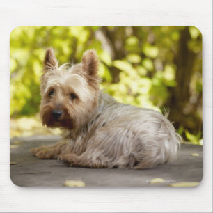 Verenigde Staten, Colorado, Yorkshire doodsbang en Muismat