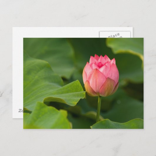 Verenigde Staten, DC, Washington, Kenilworth Briefkaart (Voorkant / Achterkant)