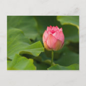 Verenigde Staten, DC, Washington, Kenilworth Briefkaart (Voorkant)