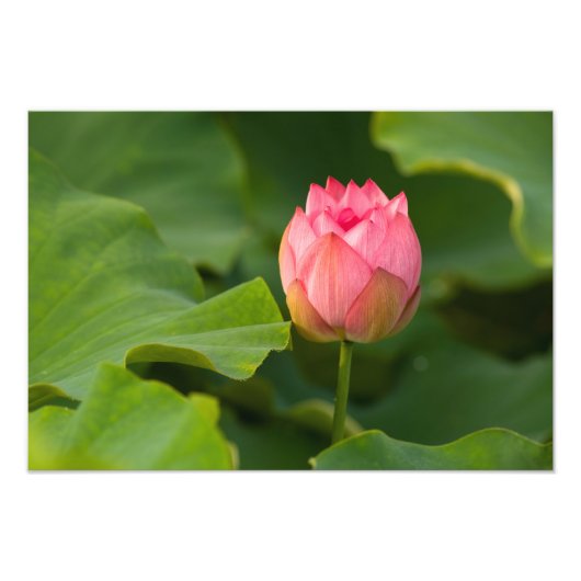 Verenigde Staten, DC, Washington, Kenilworth Foto Afdruk (Voorkant)