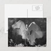 Verenigde Staten, Florida, Great Egret (Ardea alba Briefkaart (Voorkant / Achterkant)