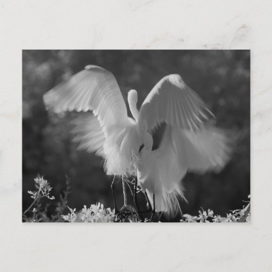 Verenigde Staten, Florida, Great Egret (Ardea alba Briefkaart (Voorkant)