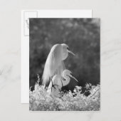 Verenigde Staten, Florida, Great Egret (Ardea alba Briefkaart (Voorkant / Achterkant)