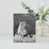 Verenigde Staten, Florida, Great Egret (Ardea alba Briefkaart (Staand voorkant)