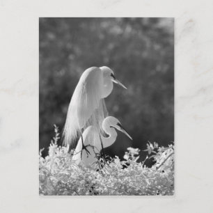 Verenigde Staten, Florida, Great Egret (Ardea alba Briefkaart