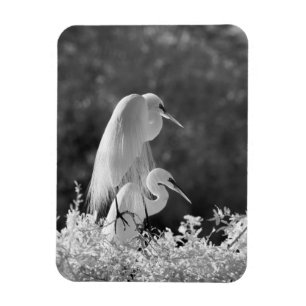 Verenigde Staten, Florida, Great Egret (Ardea alba Magneet