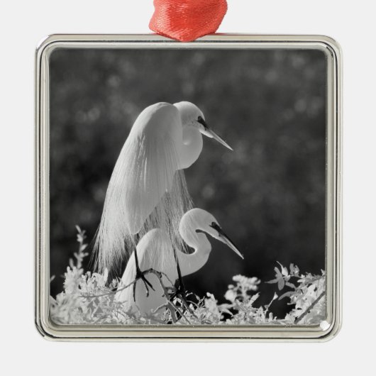 Verenigde Staten, Florida, Great Egret (Ardea alba Metalen Ornament (Voorkant)