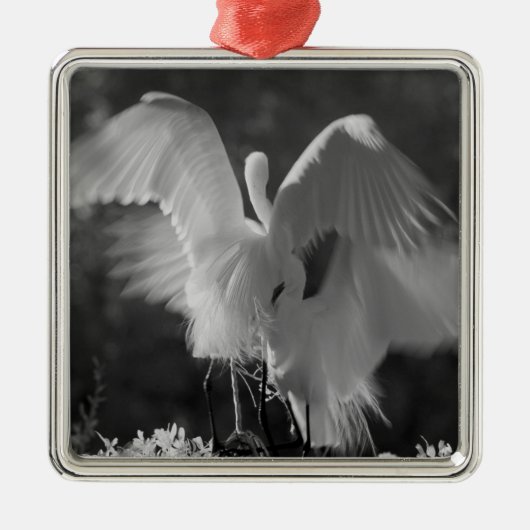 Verenigde Staten, Florida, Great Egret (Ardea alba Metalen Ornament (Voorkant)