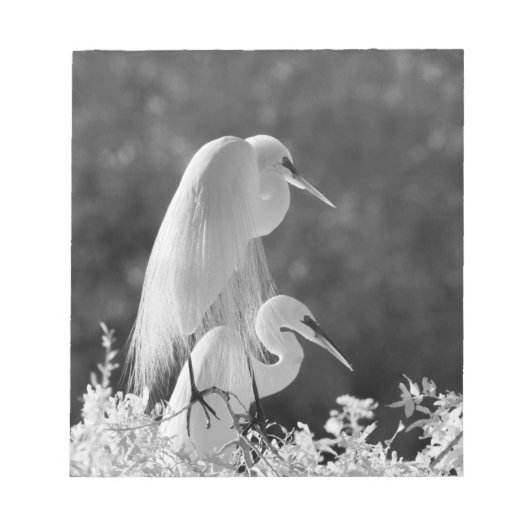 Verenigde Staten, Florida, Great Egret (Ardea alba Notitieblok (Voorkant)