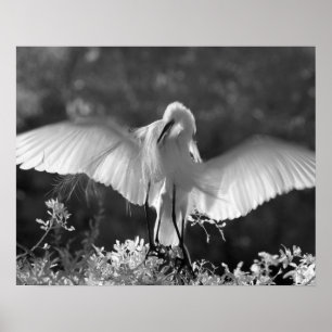 Verenigde Staten, Florida, Great Egret (Ardea alba Poster