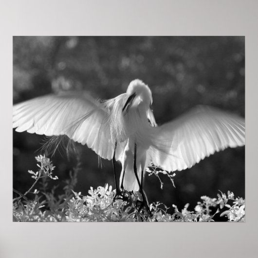 Verenigde Staten, Florida, Great Egret (Ardea alba Poster (Voorkant)