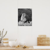 Verenigde Staten, Florida, Great Egret (Ardea alba Poster (Keuken)