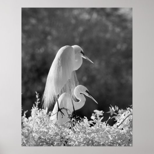 Verenigde Staten, Florida, Great Egret (Ardea alba Poster (Voorkant)