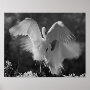Verenigde Staten, Florida, Great Egret (Ardea alba Poster