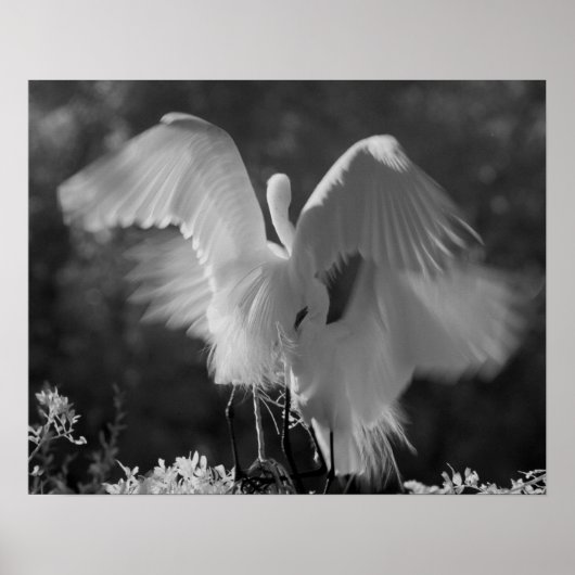 Verenigde Staten, Florida, Great Egret (Ardea alba Poster (Voorkant)