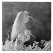 Verenigde Staten, Florida, Great Egret (Ardea alba Tegeltje (Voorkant)