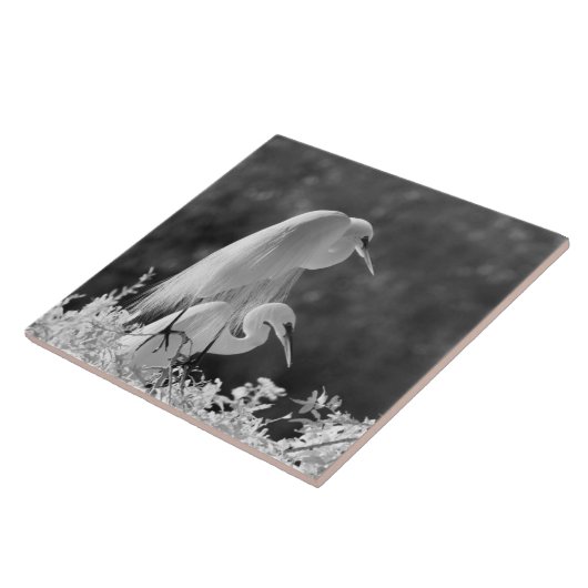 Verenigde Staten, Florida, Great Egret (Ardea alba Tegeltje (Zijkant)