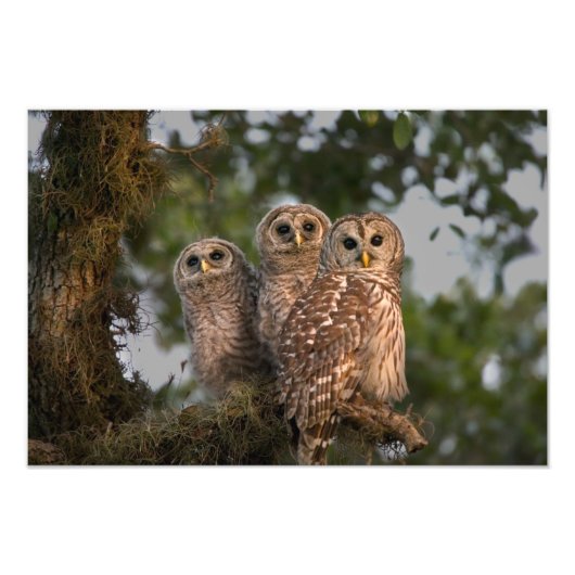 Verenigde Staten, Florida, Viera Wetlands. Drie st Foto Afdruk (Voorkant)
