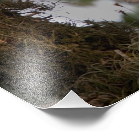 Verenigde Staten, Florida, Viera Wetlands. Drie st Foto Afdruk (Hoek)