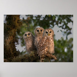 Verenigde Staten, Florida, Viera Wetlands. Drie st Poster