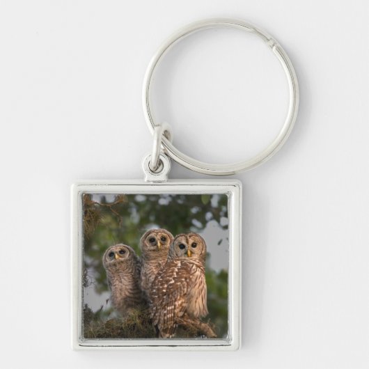 Verenigde Staten, Florida, Viera Wetlands. Drie st Sleutelhanger (Voorkant)