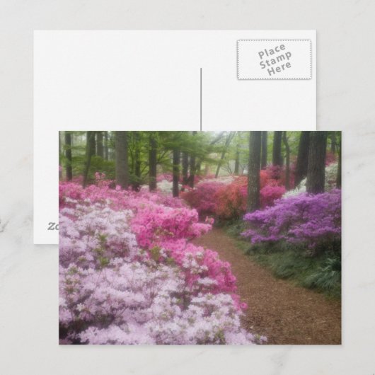 Verenigde Staten, Georgië, Pine Mountain. Azaleas  Briefkaart (Voorkant / Achterkant)