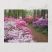 Verenigde Staten, Georgië, Pine Mountain. Azaleas  Briefkaart (Voorkant)